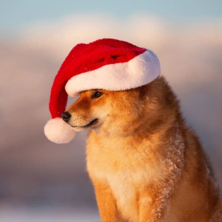 Machine learning algorithm predicts Shiba Inu price for Xmas day