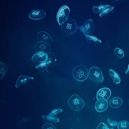 Jellyverse secures $2 million seed funding for its quest to build DeFi 3.0