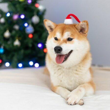 Machine learning algorithm predicts DOGE price for Xmas